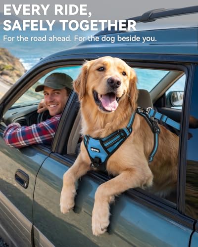 3-in-1 Bungee Dog Seat Belt for Car, Medium Large Dogs, Sky Blue (Sky Blue / (21.6-31.5) inch)