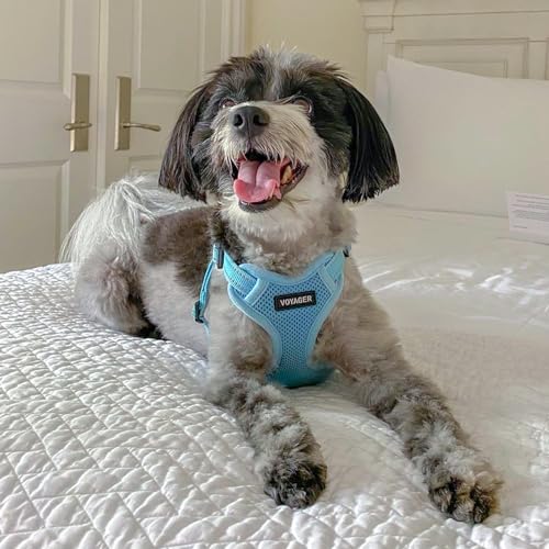 Voyager Adjustable Step (Harness Leash Set (Baby Blue) / L)