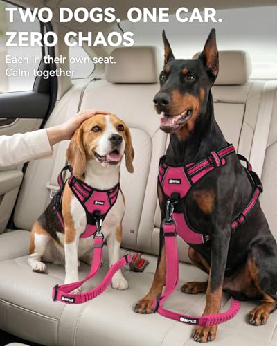 3-in-1 Bungee Dog Seat Belt for Car, Medium and Large Dogs, Hotpink (Hot Pink / (21.6-31.5) inch)