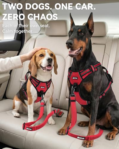 3-in-1 Bungee Dog Seat Belt for Car, Medium and Large Dogs, Red (Red / (21.6-31.5) inch)