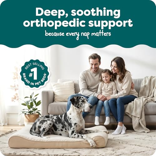 Orthopedic Dog Bed for Large Dogs (Jumbo Plus/XXL / Cream)