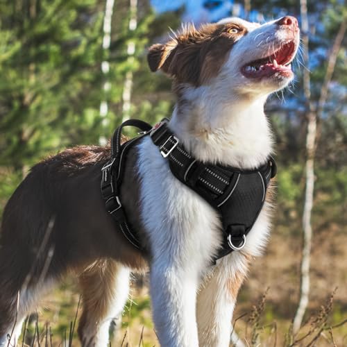 Dog Harness Medium Sized (Black / Medium)