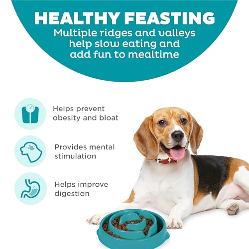 Fun Feeder Slo Bowl (Turquoise / Medium)