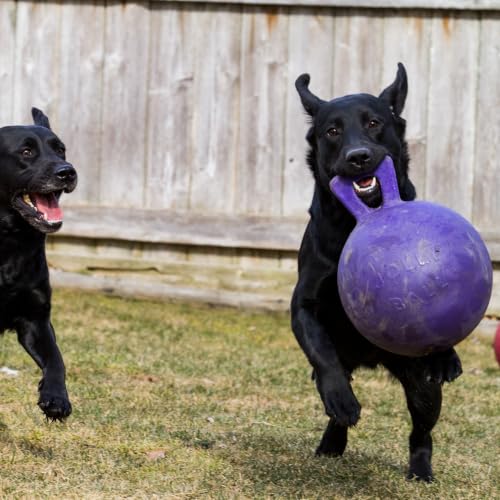 Tug-n-Toss Heavy Duty Dog Toy Ball with Handle, 6 Inches/Medium, Purple (Purple / Medium (6 in))