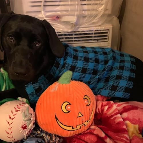 Dog Sweaters for Large Medium Small Dogs (XS - Chest 15", Back 10" / Blue&Black)