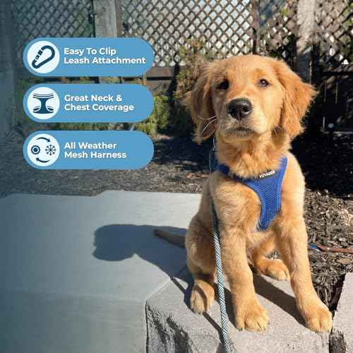 Voyager Step in Air All Weather Mesh Harness and Reflective Dog 5ft Leash Combo with Neoprene Handle (Royal Blue / L (Chest: 18 - 20.5"))