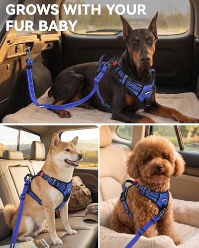 3-in-1 Bungee Dog Seat Belt for Car, Medium Large Dogs, Navy Blue (Navy Blue / (21.6-31.5) inch)