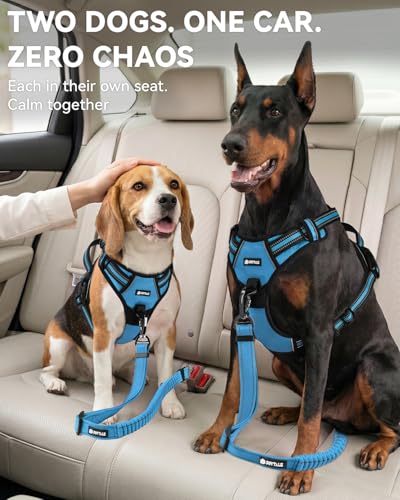 3-in-1 Bungee Dog Seat Belt for Car, Medium Large Dogs, Sky Blue (Sky Blue / (21.6-31.5) inch)