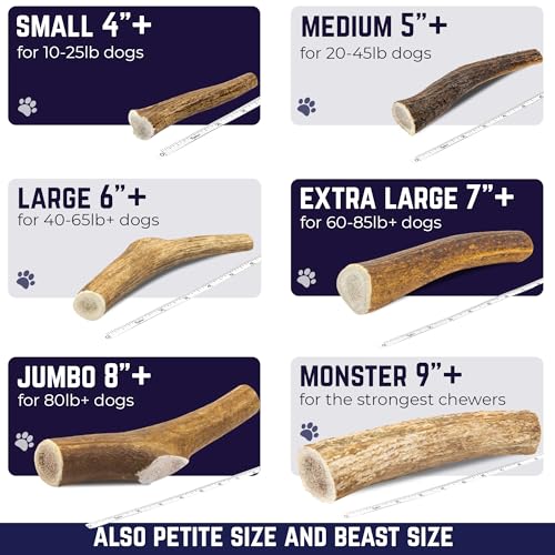Whole Elk Antlers for Dogs (WHOLE - Small - 2 Pack)