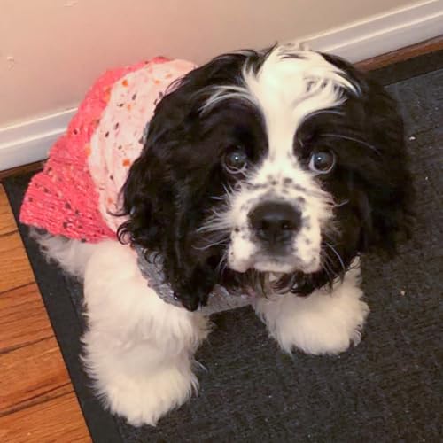 Color Block Dog Sweater for Small Dogs Turtleneck Thermal Knit (Medium (12-19lbs) / 02# Pink)