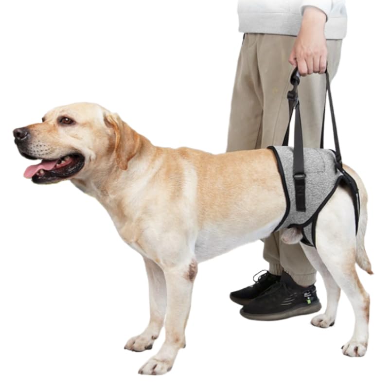 Large Breed Back Leg Support Dog Harness (XL)