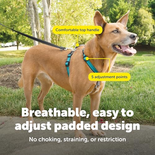 3 in 1 No Pull Dog Harness (Teal / Medium (Pack of 1))