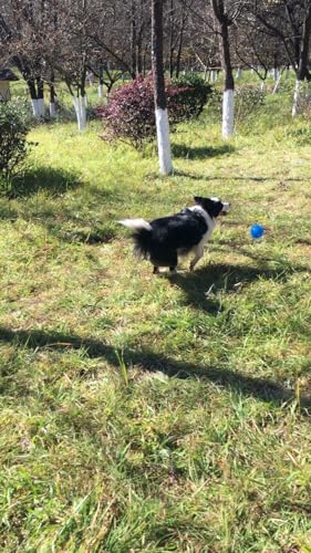 3 Pack Dog Squeaky Toys for Small (small set)