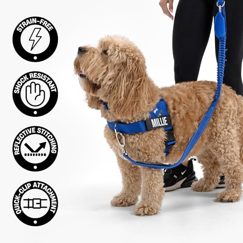 Bungee Dog Leash Shock Absorbing (Black / Small)