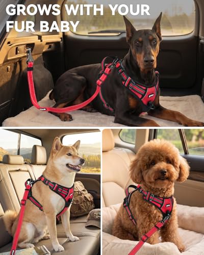 3-in-1 Bungee Dog Seat Belt for Car, Medium and Large Dogs, Red (Red / (21.6-31.5) inch)