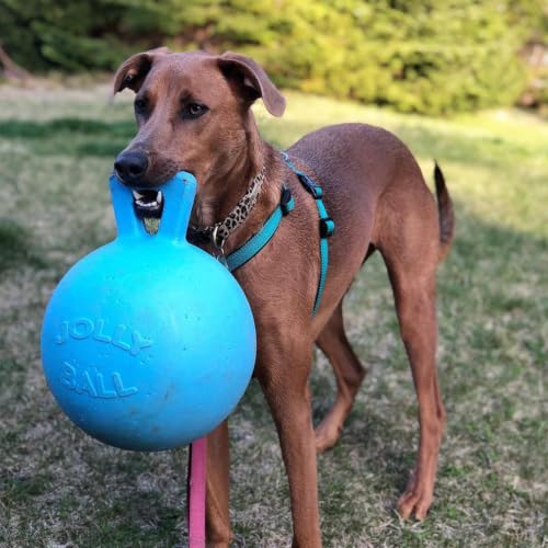 Tug-n-Toss Heavy Duty Dog Toy Ball with Handle, 10 Inches/X-Large, Blueberry for All Breed Sizes (Blueberry / XL (10 in))