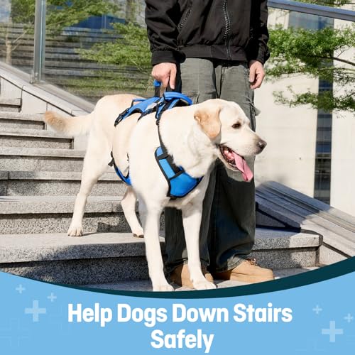 Dog Lift Harness for Medium Dogs (Blue / Medium)