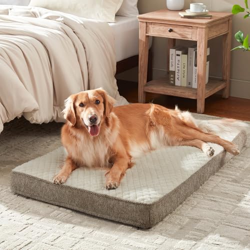 Orthopedic Dog Bed XL (XL(41"x27") / Beige)