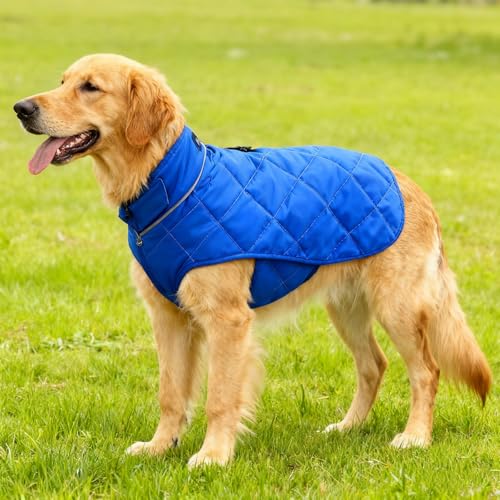 Weighted Dog Vest (Blue / XX-Large)