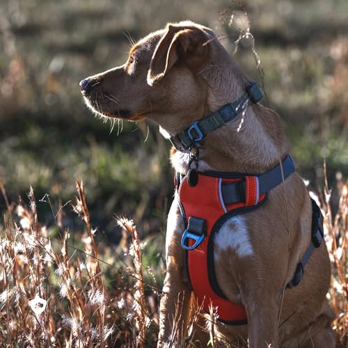 Embark No Pull Dog Harness (S / Orange)