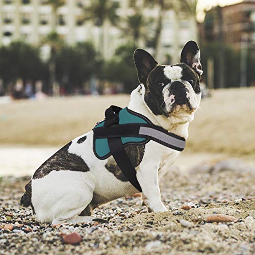 Dog Harness No (Medium (Pack of 1) / Turquoise)