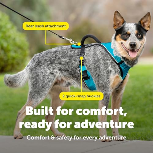 EasySport Dog Harness (Medium / Teal)