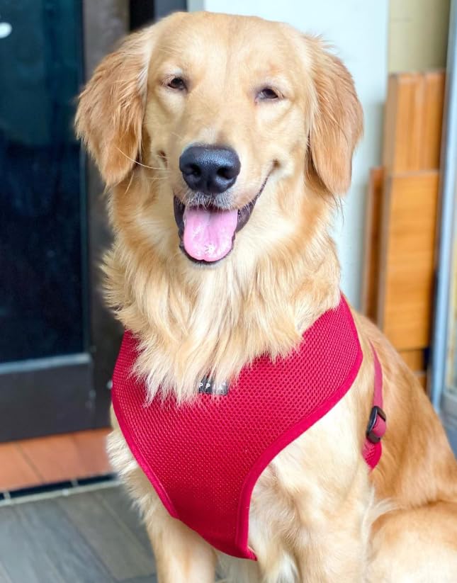Soft Dog Harness (Wine / Small)