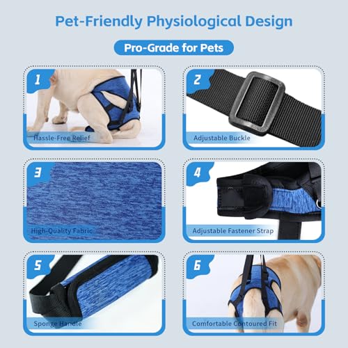 Dog Lift Harness (Blue / XL(Waist:24-29",Weight:55-77lb))