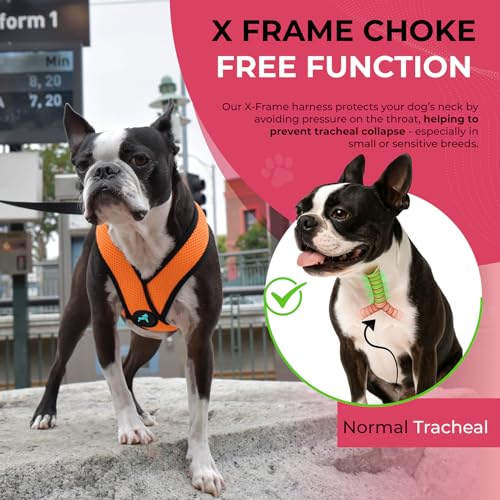 Orange X Large Comfort X Head in Harness (X-Large Chest (20.5-28") / Orange)