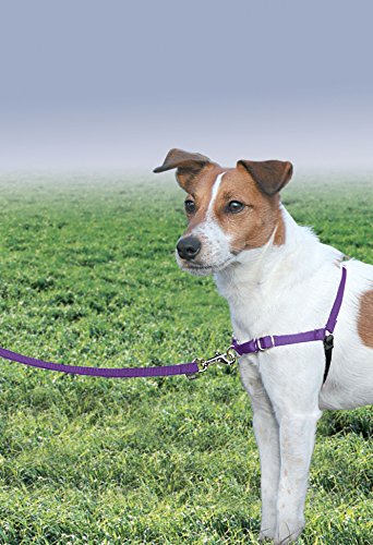 Easy Walk Harness (Small / Deep Purple/Black)