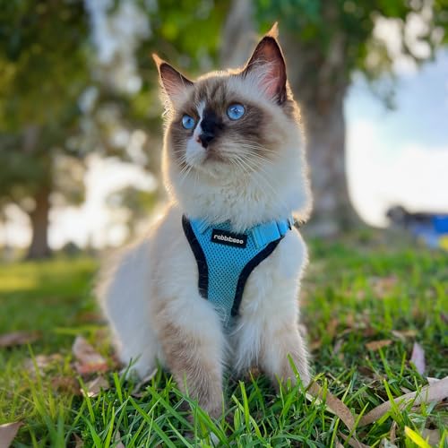 Cat Harness and Leash Set (S / Light Blue)