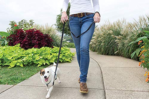 Easy Walk 3 in 1 No Pull Dog Harness (Teal / Small (Pack of 1))