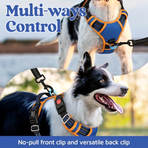 Dog Harness Small Sized (Royal Blue & Orange / Small)