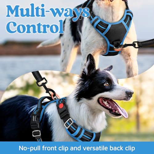 Dog Harness Small Sized (Black & Blue / Small)