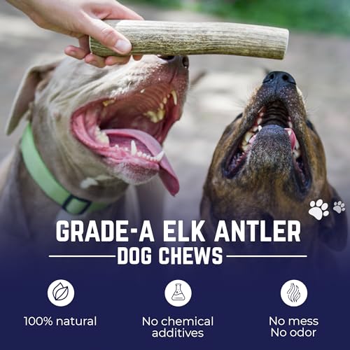 Whole Elk Antlers for Dogs (WHOLE - Large - 1 Pack)