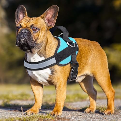 Essential Dog Harness (S / Blue)