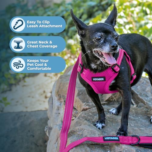 Voyager Adjustable Step (Harness Leash Set (Fuchsia) / XS)
