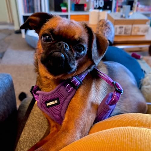 Voyager Step in Flex Adjustable Dog Harness (Harness (Purple) / S)