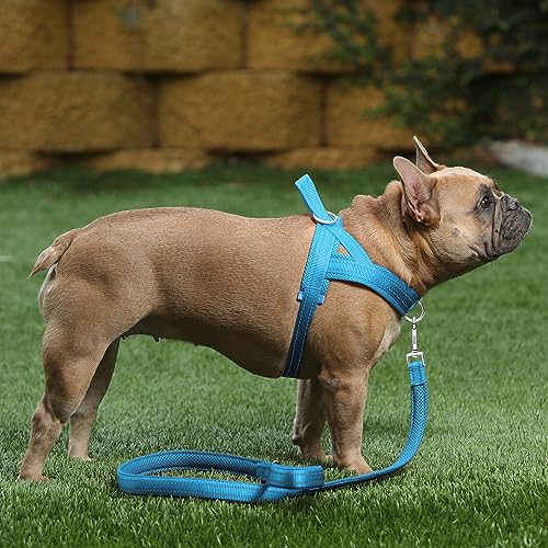 No Pull Dog Harness for Puppy Small Dogs (XXS: chest 11.8"-15" / Cyan)