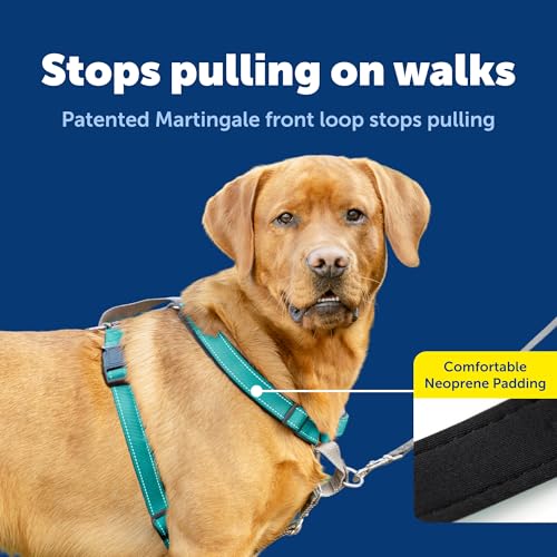Easy Walk 3 in 1 No Pull Dog Harness (Teal / Large (Pack of 1))