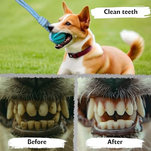 Flirt Pole for Dogs
