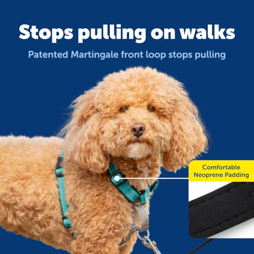 Easy Walk 3 in 1 No Pull Dog Harness (Teal / Small (Pack of 1))