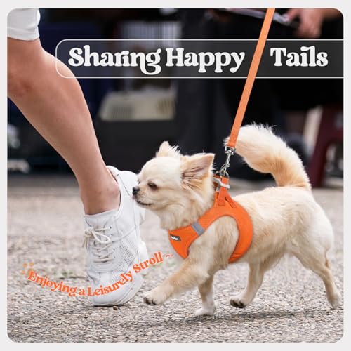 Dog Harness Medium Sized and Leash Set (Orange / Xxl (chest: 21.6 - 23.7"))