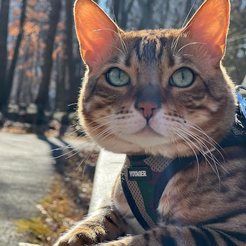 Voyager Step in Air All Weather Mesh Harness and Reflective Dog 5ft Leash Combo with Neoprene Handle (Army/Black Trim / S (Chest: 14.5 - 16"))