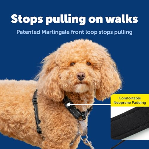 3 in 1 No Pull Dog Harness (Black / Small (Pack of 1))
