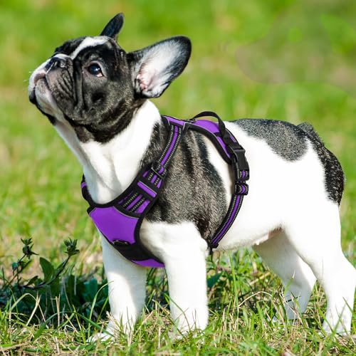Dog Harness for Small Dogs (Small / Purple)