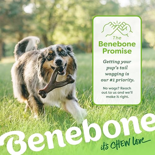 Tiny 2 Pack Dog Chew Toys (Extra Small / Wishbone / Dental)
