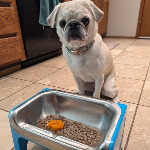 7.25 Inch Tall Elevated Bowls for Medium & Small Dogs (Teal)