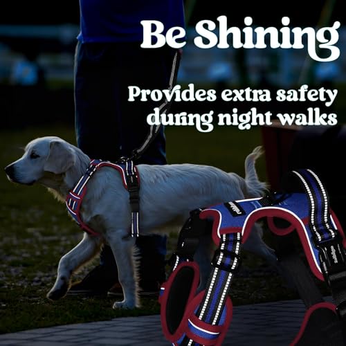 Dog Harness Small Sized (Small / Blue & Red)