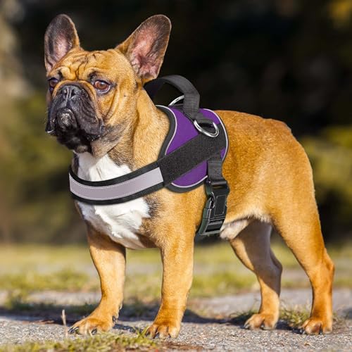 Essential Dog Harness (S / Purple)